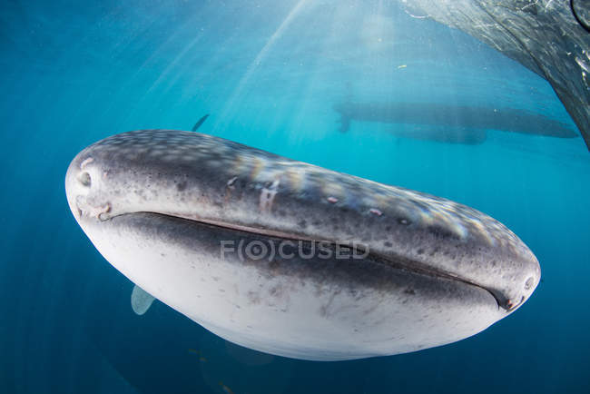 Squalo balena che nuota sotto la barca — Foto stock
