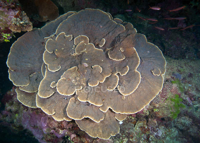 Kohl und andere Korallen — Stockfoto