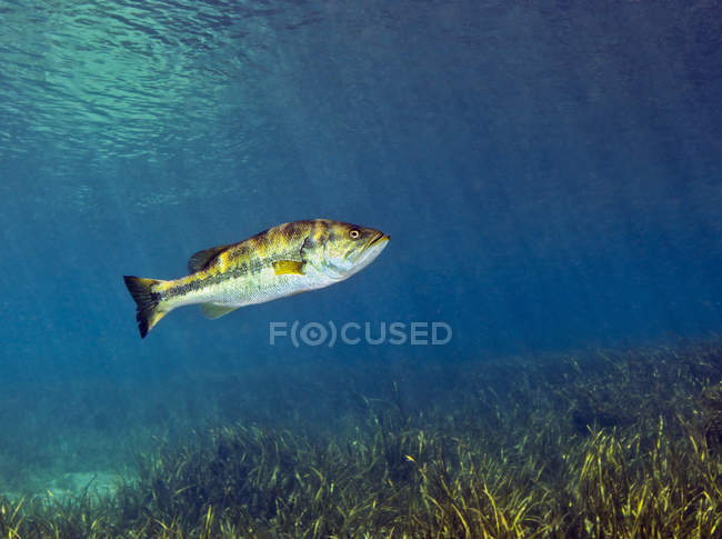 Achigan à grande bouche nager sur fond herbeux — Photo de stock