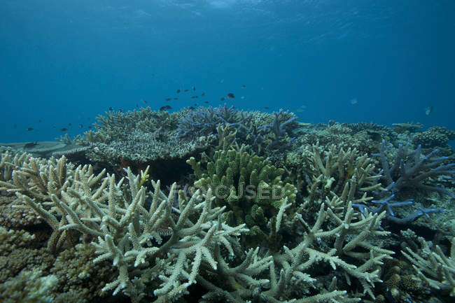 Corales que cubren arrecifes en la laguna de Beqa - foto de stock