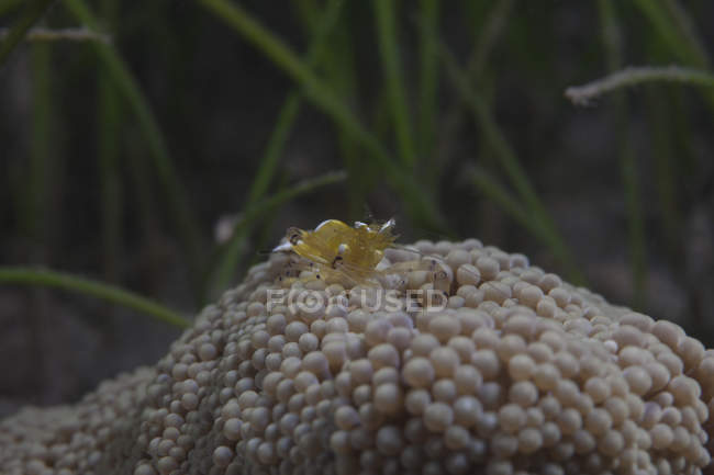 Креветки с попкорном на анемоне — стоковое фото