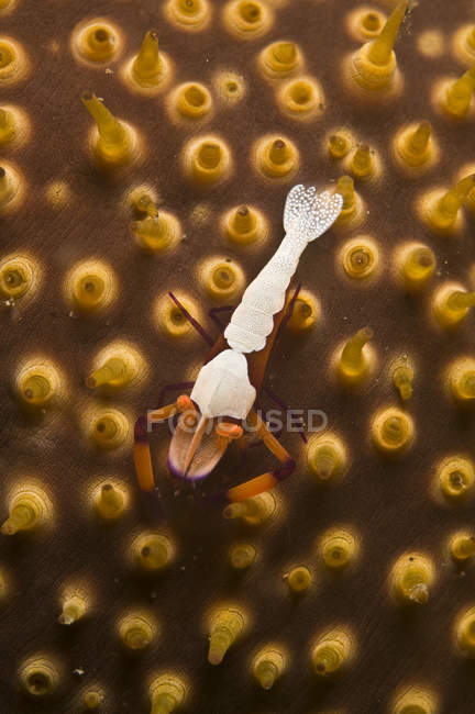 Imperador camarão no pepino do mar laranja — Fotografia de Stock