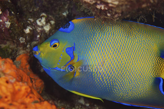 Colorful queen angelfish — Stock Photo