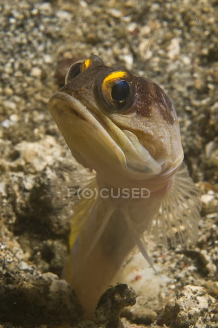 Tête de poisson à mâchoires dorées — Photo de stock
