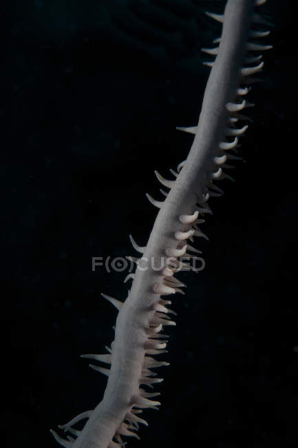 Fouet corail sur noir — Photo de stock