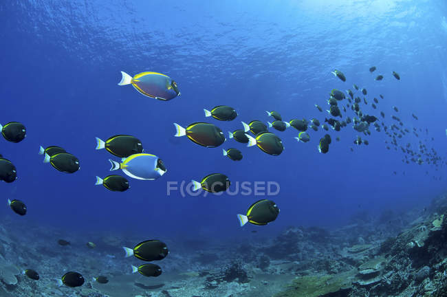 School of surgeonfish stretching in distance — Stock Photo