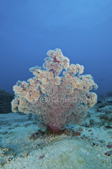 Colorido dendronephthya coral suave - foto de stock