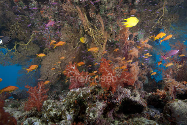 Escolaridade scalefin anthias peixe — Fotografia de Stock
