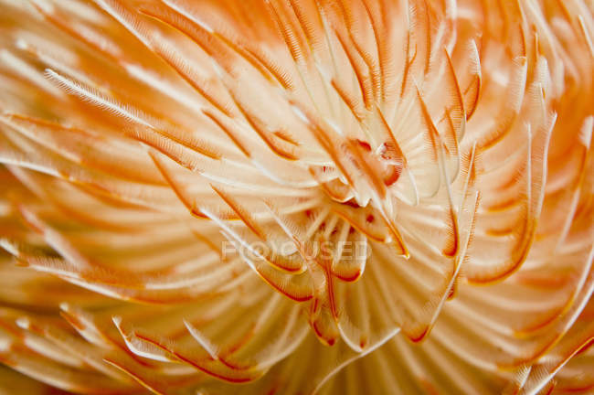 Orange and white christmas-tree tube worm — Stock Photo