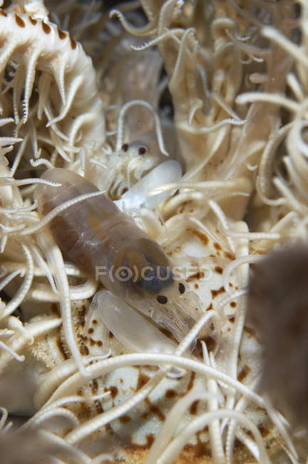 Snapping shrimps on crinoid — Stock Photo