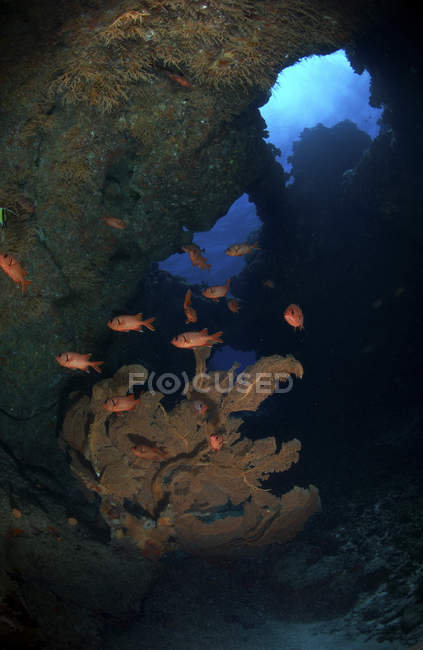 Rote Großaugenfische und Meeresfächer — Stockfoto