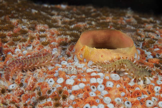 Щетинистые черви питаются большой губкой — стоковое фото