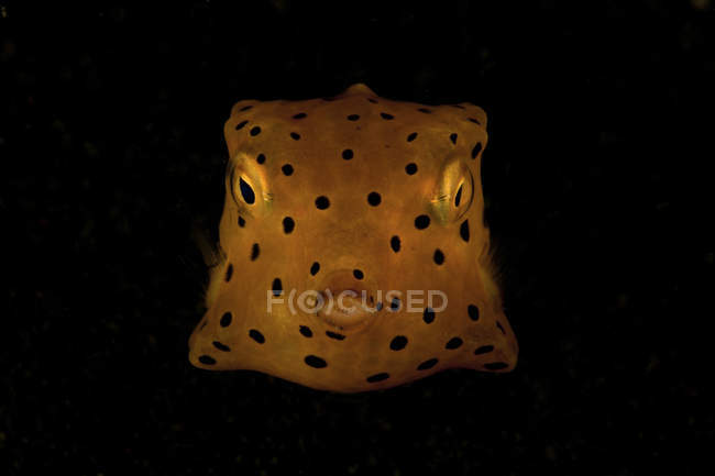 Yellow and black spotted boxfish — Stock Photo
