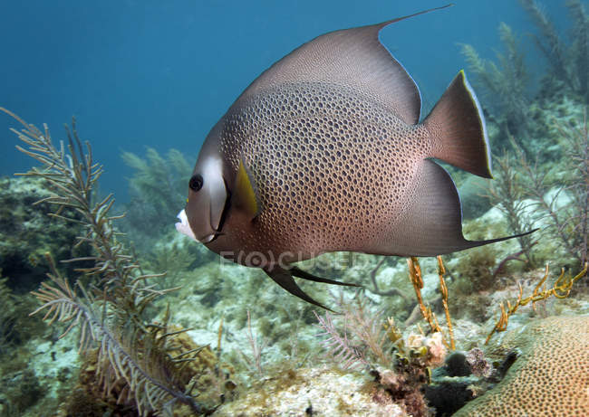 Peixe-anjo cinzento nadando por corais — Fotografia de Stock