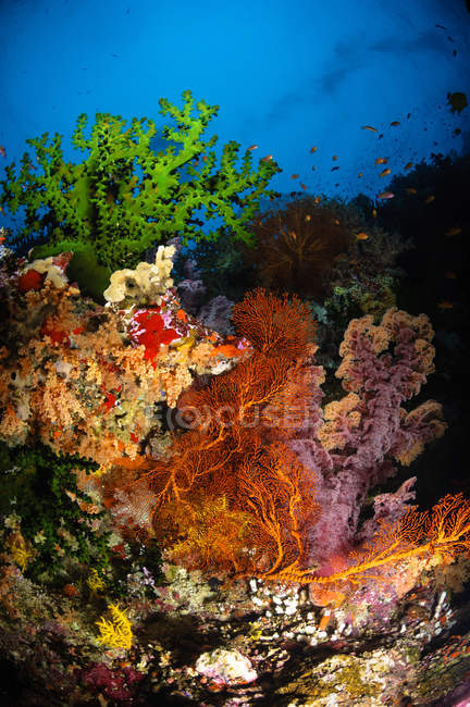 Hard and soft coral seascape — Stock Photo
