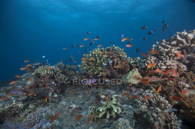 Schwarmfische und Korallen — Stockfoto
