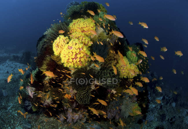 Рифовая сцена с кораллами и рыбой — стоковое фото