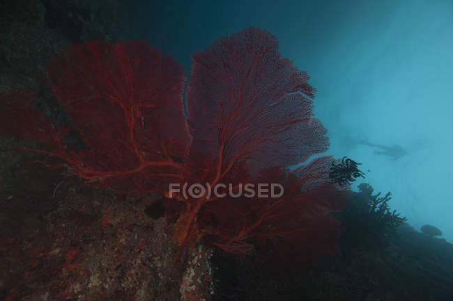 Large red gorgonian sea fan — Stock Photo