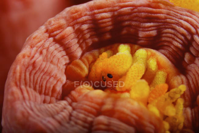 Yellow tube polyp with small isopod — Stock Photo