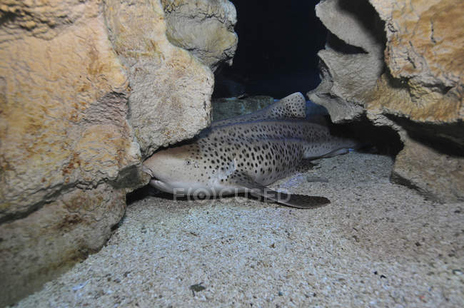 Tiburón leopardo sobre fondo arenoso - foto de stock
