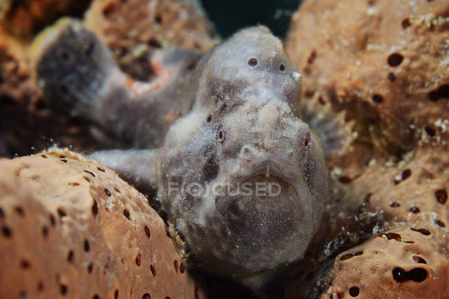 Longlure frogfish in corals — Stock Photo