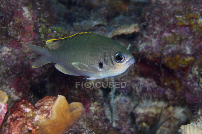 Brown chromis fish — Stock Photo