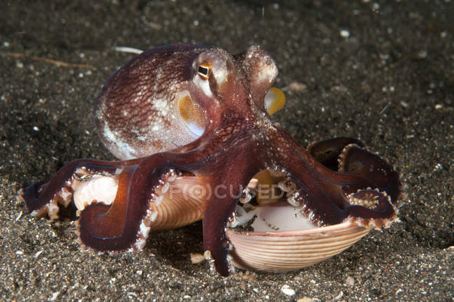 Coconut octopus carrying clam shell — Stock Photo