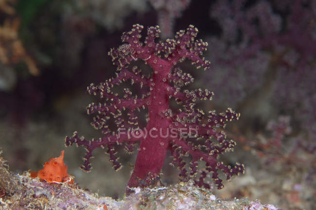 Piccolo corallo molle nella laguna di Beqa — Foto stock