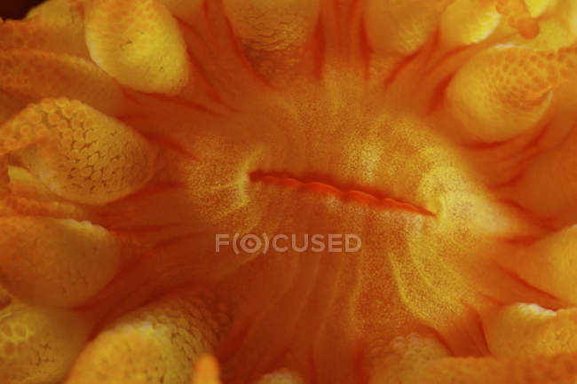 Yellow tube coral polyp mouth — Stock Photo