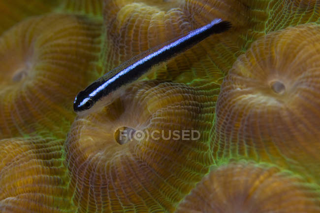 Pesce di capra su corallo — Foto stock