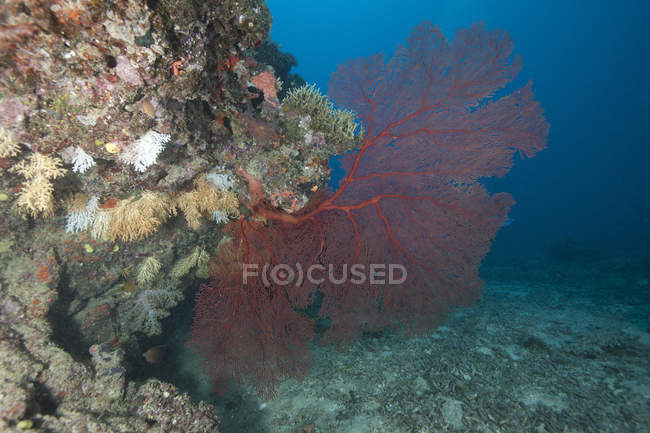 Великий червоний gorgonian Приморський вентилятор — стокове фото
