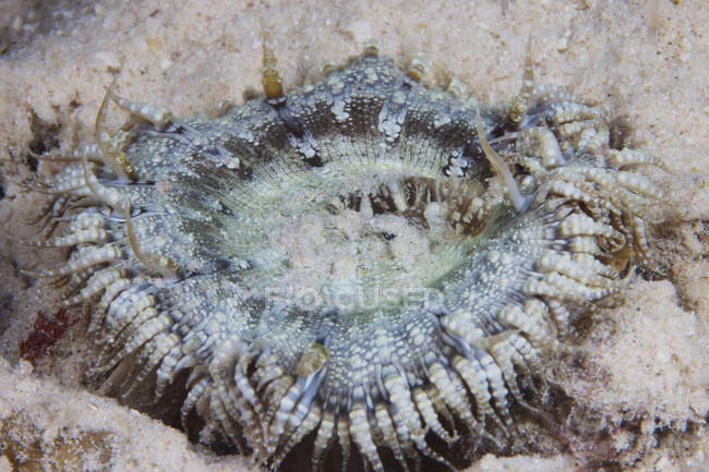 Песчаный анемон крупным планом — стоковое фото