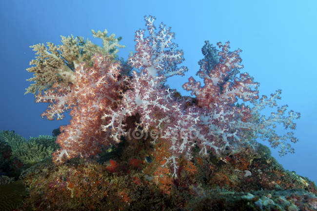 Colorido dendronephthya coral suave - foto de stock