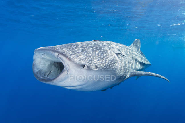 Squalo balena con bocca aperta — Foto stock