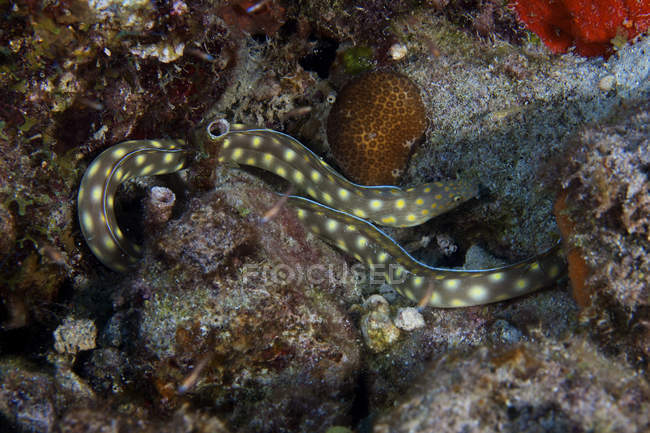 Anguila de cola afilada en el arrecife de coral - foto de stock