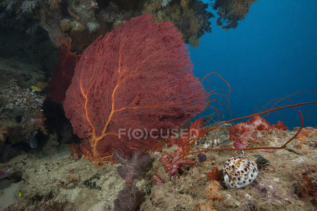 Gorgoniano mar ventilador y tigre cowrie - foto de stock