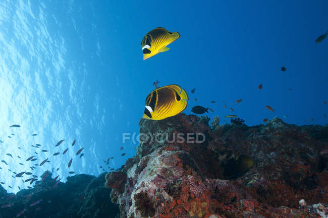 Pair of racoon butterflyfish — Stock Photo