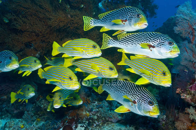 Gestreifte Süßwasserfische — Stockfoto
