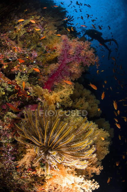 Diver swimming by soft corals — Stock Photo