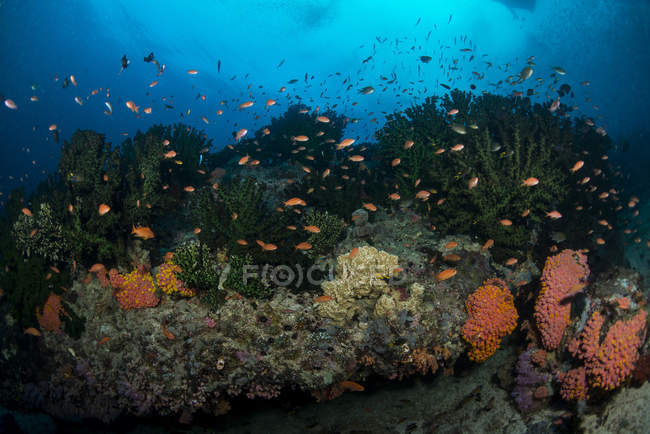 Scène récifale avec coraux et anthias — Photo de stock