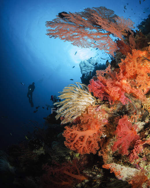 Buceador nadando por un arrecife de coral suave - foto de stock