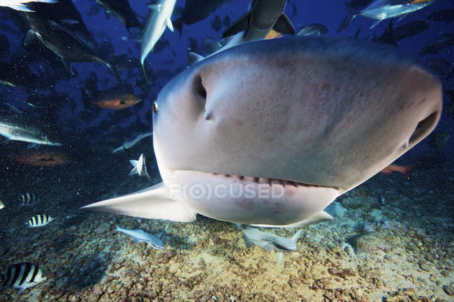 Большая бычья акула в окружении рыбы — стоковое фото