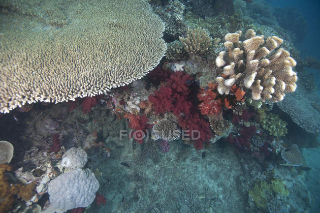 Orals che coprono la barriera corallina nella laguna di Beqa — Foto stock