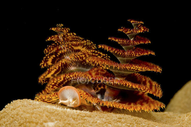 Christmas tree worms on coral — Stock Photo