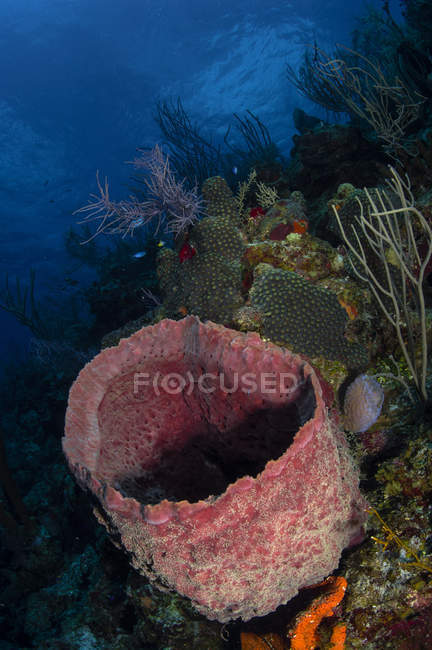 Barrel sponge seascape — Stock Photo