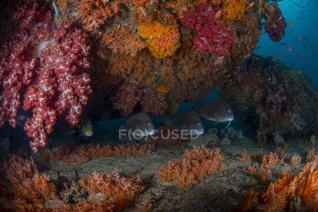 Dendronephthya soft corals and fish — Stock Photo
