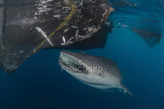 Китовая акула возле рыболовных сетей — стоковое фото