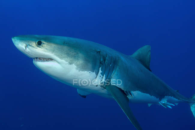 Grand requin blanc mâle — Photo de stock
