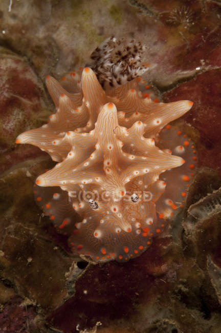 Halgerda batangas mar lesma — Fotografia de Stock