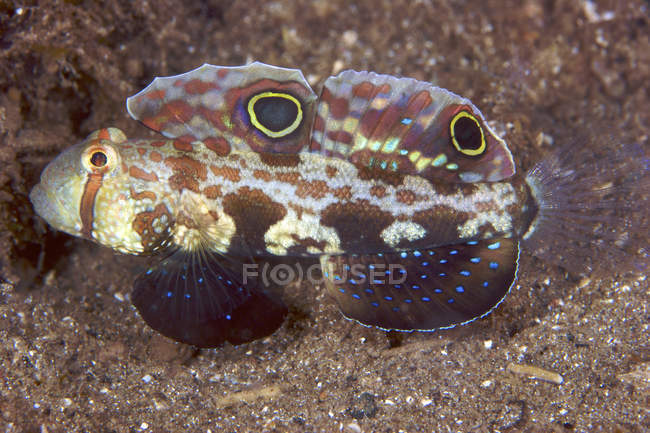 Crab-eyed goby with colorful fins — Stock Photo